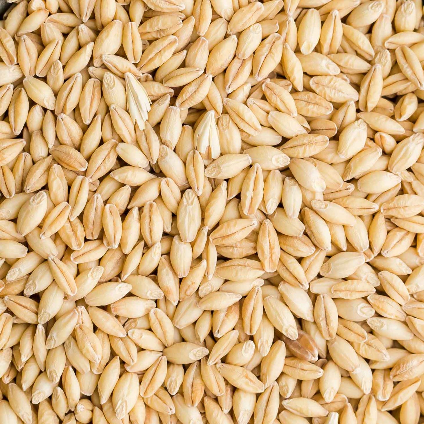 Hulled Barley