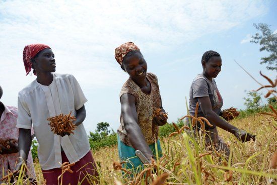Farmer Partnerships