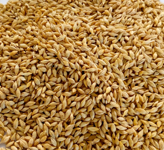 Malting Barley