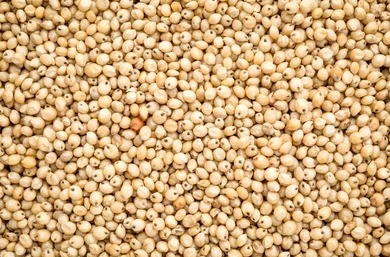 White Sorghum Grain
